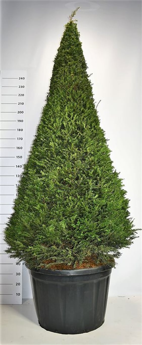Taxus baccata - 180-200 CM Piramide C180